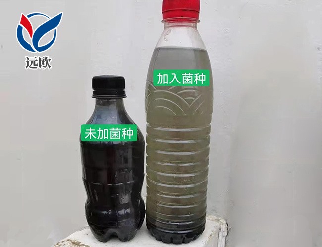 黑臭水體污染治理